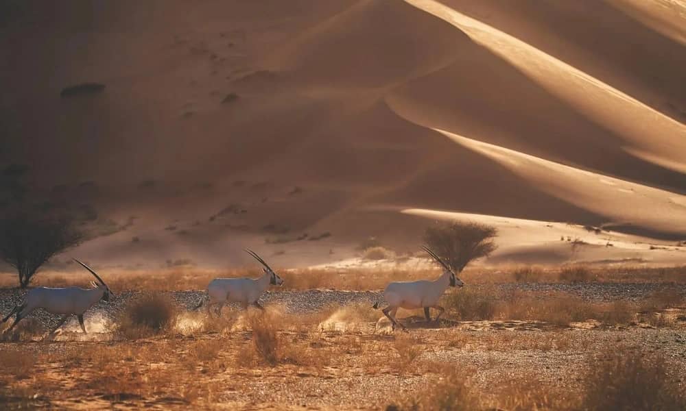 ما هي القائمة الخضراء التي انضمت إليها محمية &#8220;عروق بني معارض&#8221;؟