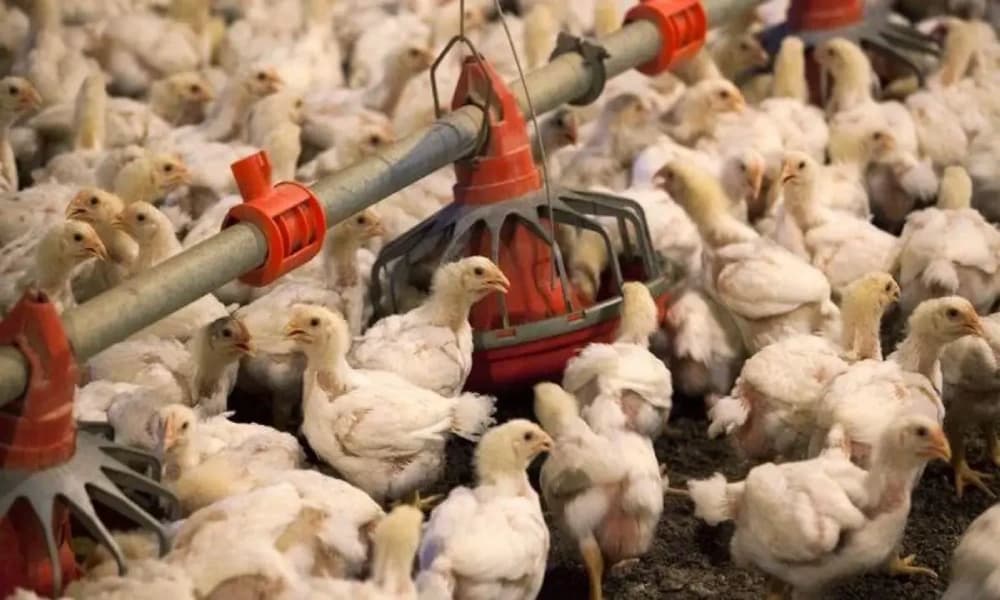 المملكة تعزز إنتاج الدواجن بـ4.5 مليار دولار