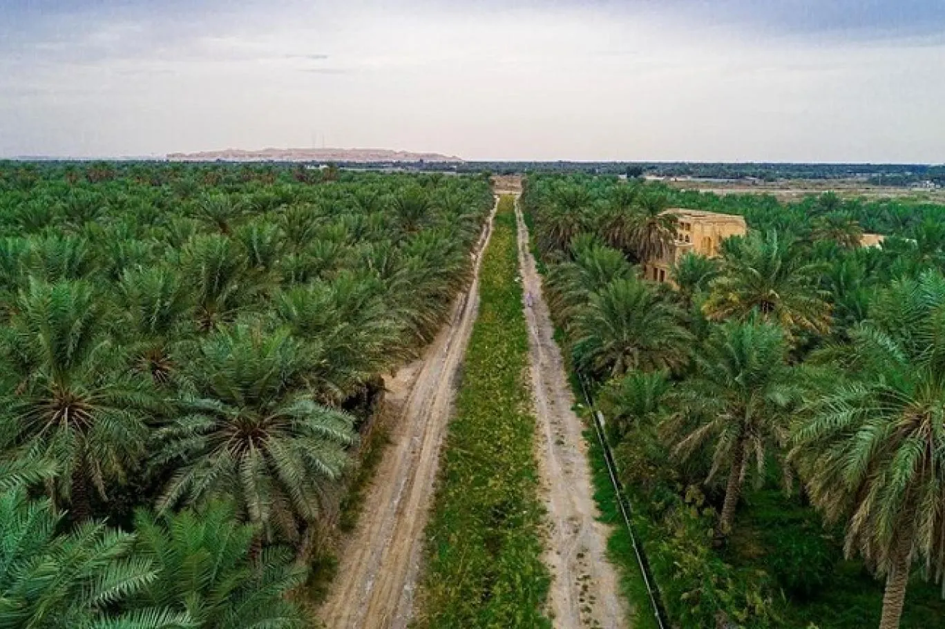 مدينة الأحساء.. واحة نخيل وموقع تراث عالمي
