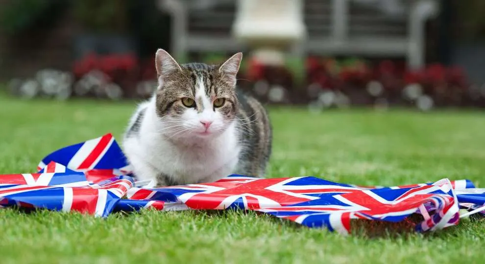 لماذا خططت حكومة بريطانيا لإبادة القطط؟