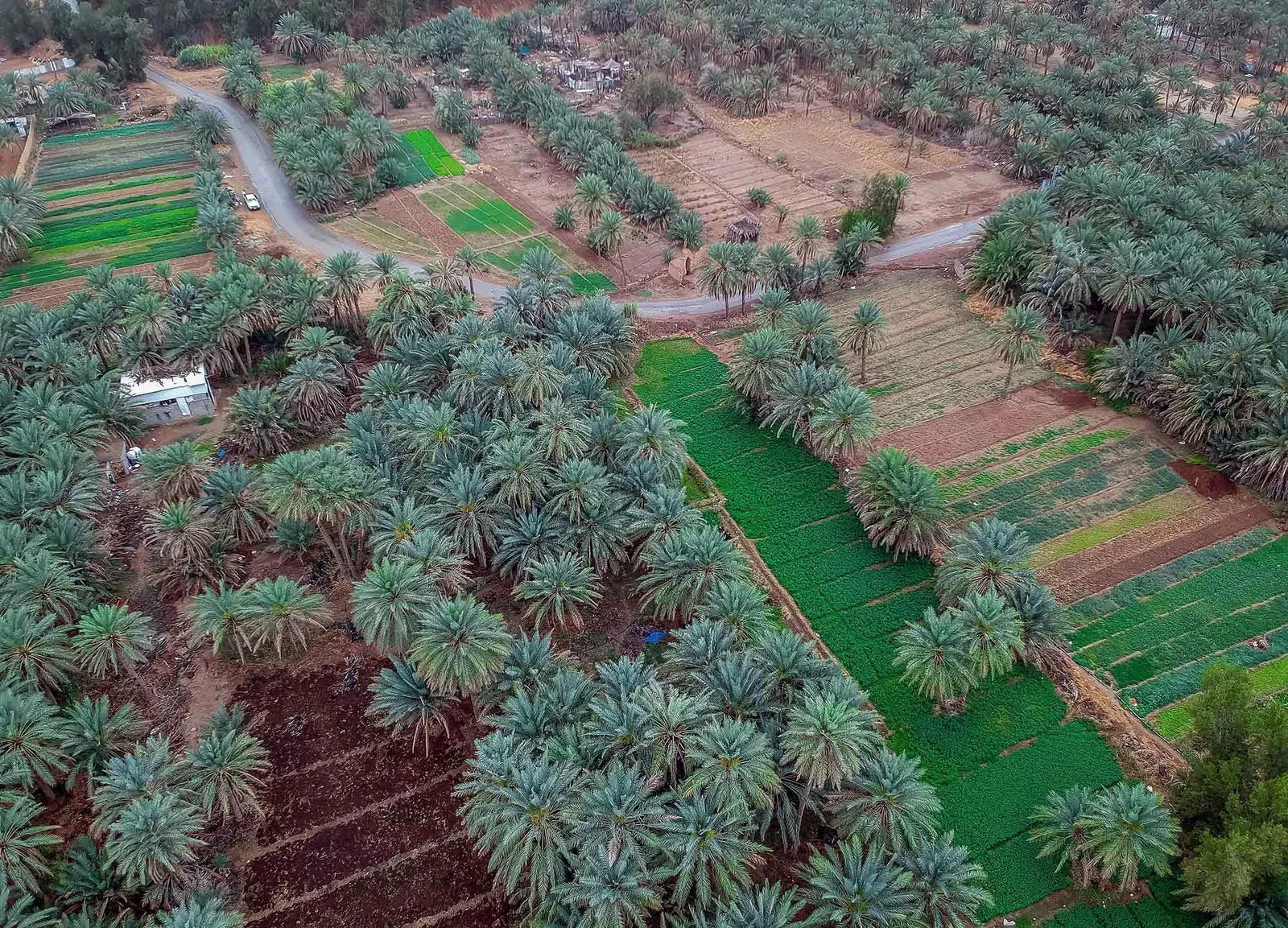الطوالع السنوية.. نظام فلكي يرسم خريطة الزراعة في المملكة