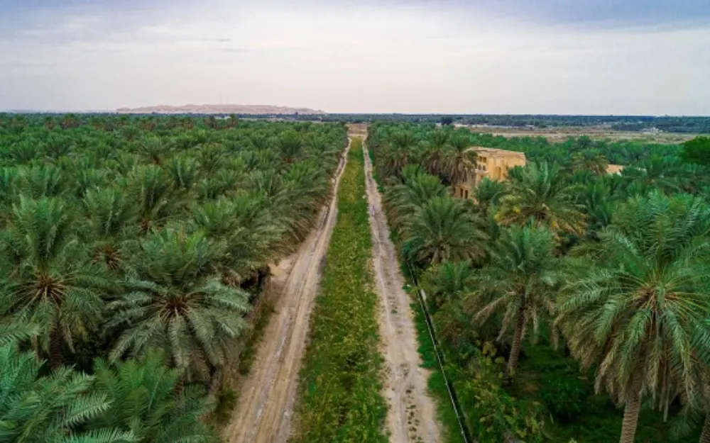 يوم النخيل العربي.. كيف تحوّل المملكة نخليها إلى أخشاب؟