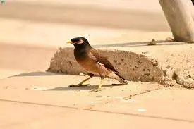 ما هي الأنواع الفطرية غير الأصلية الغازية؟ وكيف تضرنا؟