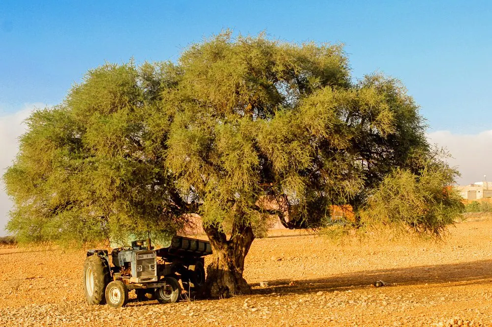 ماذا سيخسر العالم إذا اختفت شجرة الأركان؟