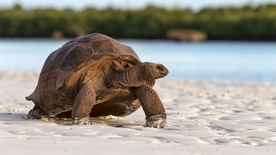 الكائنات الأطول عمرًا على كوكب الأرض