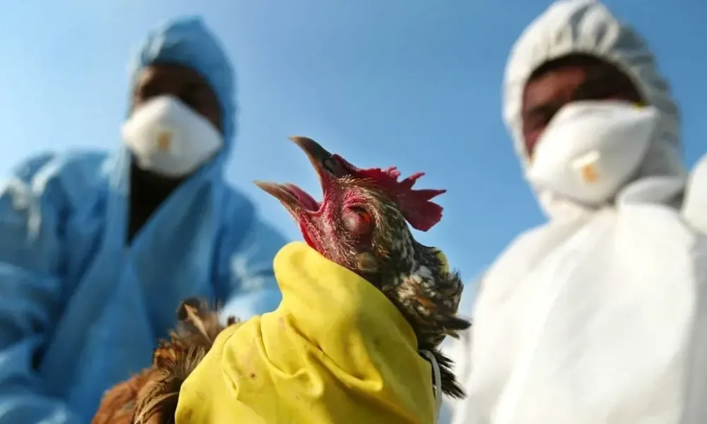 أستراليا تسجل أول نفوق جماعي بسبب إنفلونزا الطيور