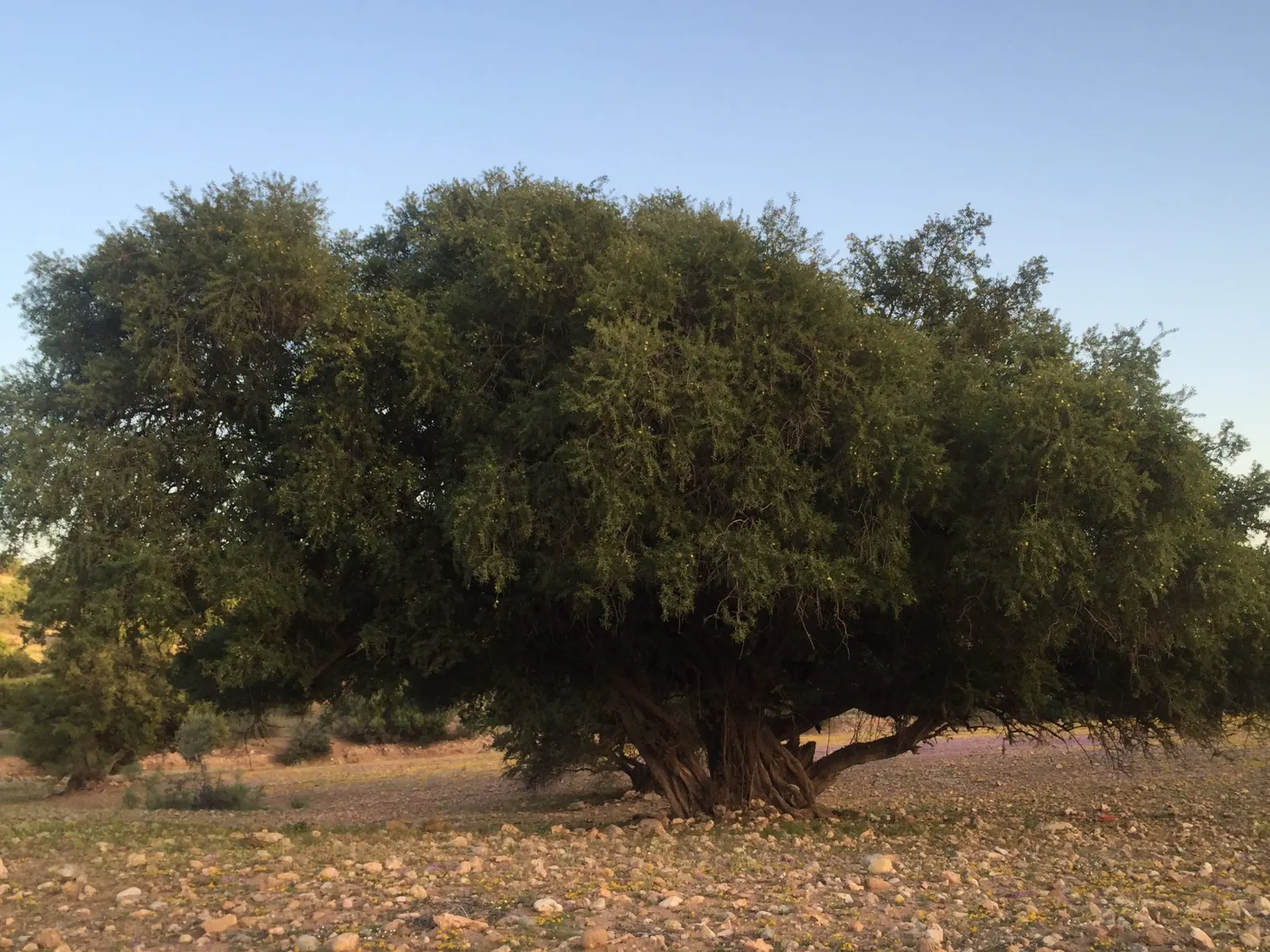 في يومها العالمي.. ماذا لو اختفت شجرة الأركان؟