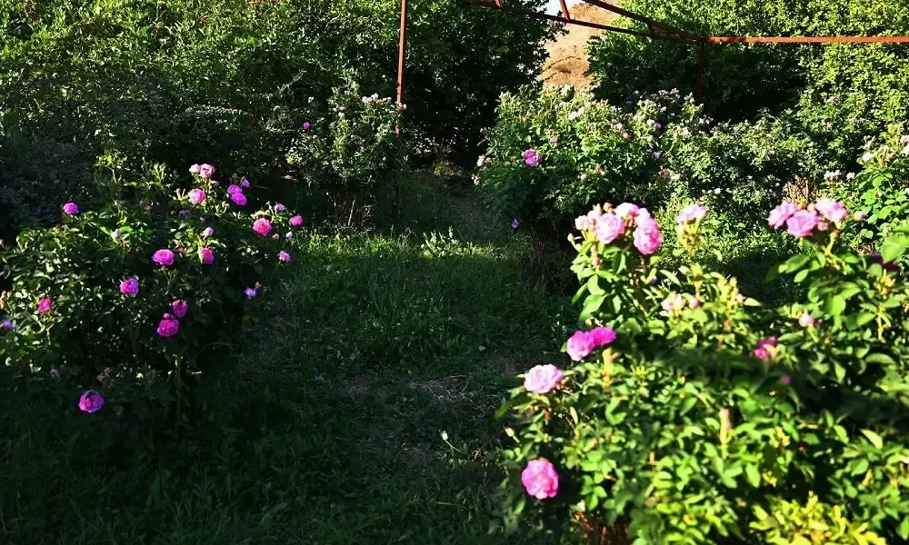 الورد المديني.. منتج زراعي يعزز التنمية المستدامة