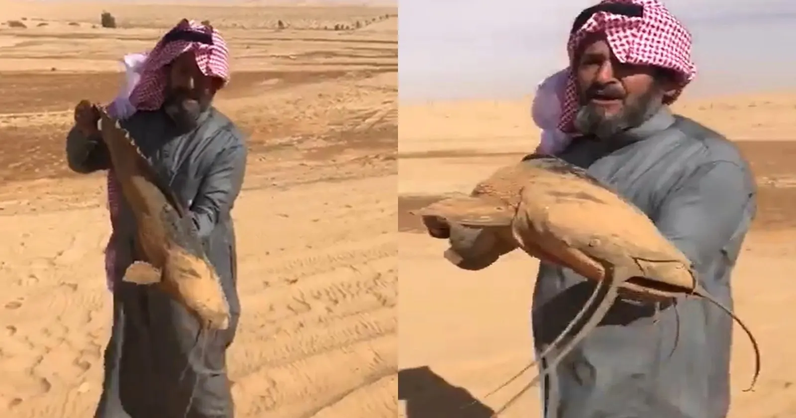 هل تعيش بعض أنواع السمك في صحراء المملكة؟