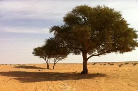 الأشجار الأكثر انتشارًا في البيئة البرية السعودية