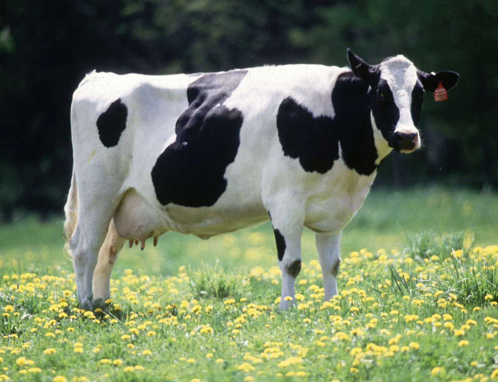 الصين تستنسخ بقرة فائقة الإنتاج.. ما قدراتها؟