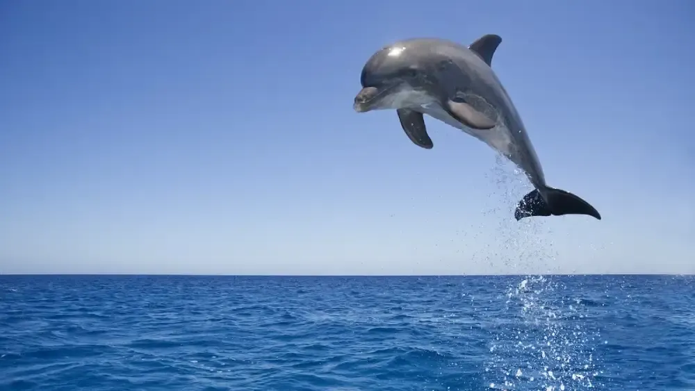 من التغذية إلى النوم: الدلافين دليل شامل