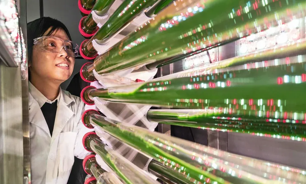 الطحالب المصنّعة حل جديد لمشكلة تراكم البلاستيك في المياه