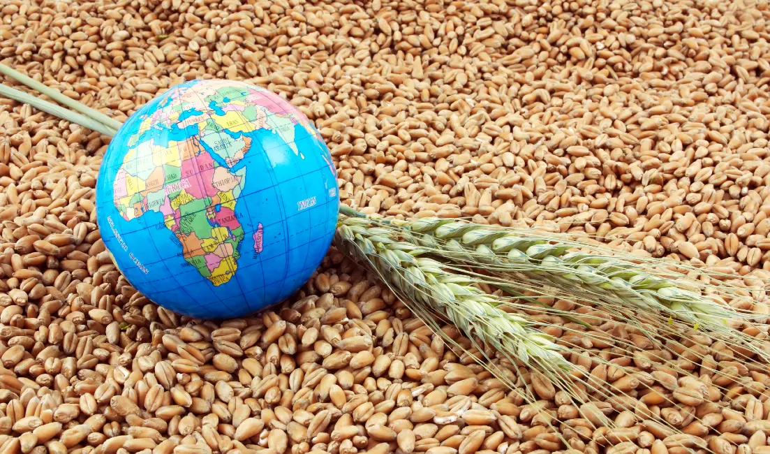 أزمة الغذاء العالمية.. الجوع ينهش بطون مئات الملايين