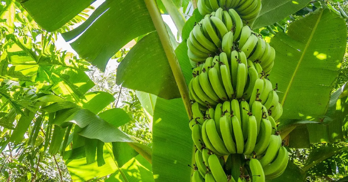 مرض فطري يهدد بقاء أكثر أنواع الموز شيوعًا