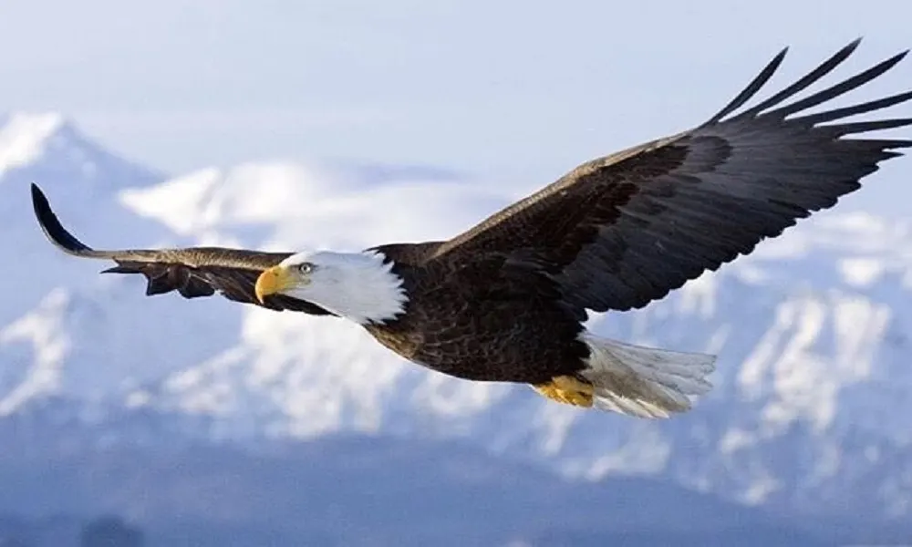 لماذا تحلق النسور في دوائر؟