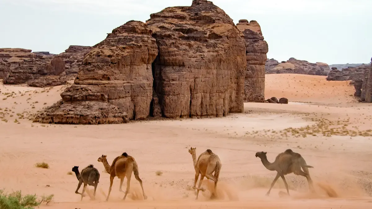 جوائز "كأس العلا للهجن" برعاية ولي العهد تبلغ أكثر من 80 مليون ريال.. هذا موعدها