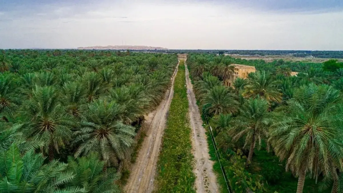 الغابات في المملكة.. حقائق وأرقام
