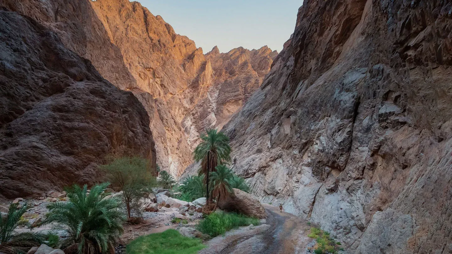 نبتة نيوم.. لأجلها غيّرت السعودية مسار مشروع منتجع عالمي