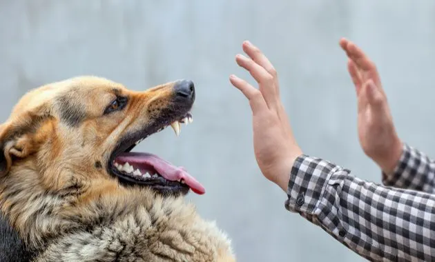 كيف نتصرف عند التعرض لعضة الكلب؟.. نصائح ضرورية لإنقاذ حياتك
