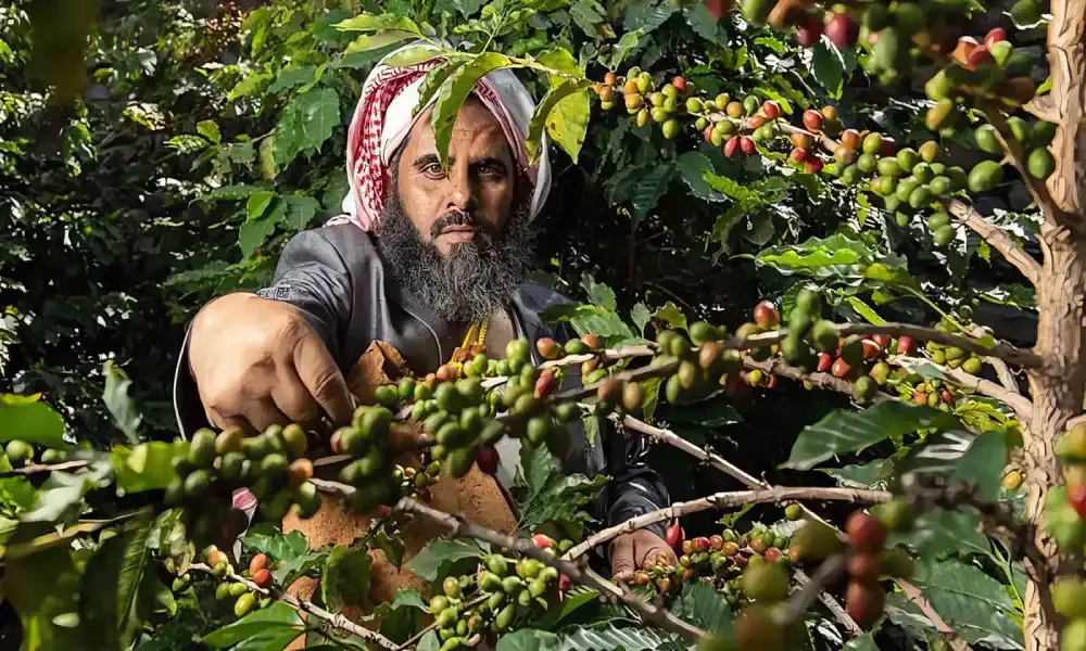 البن السعودي.. ذهب المرتفعات يزيّن موائد الشهر الفضيل