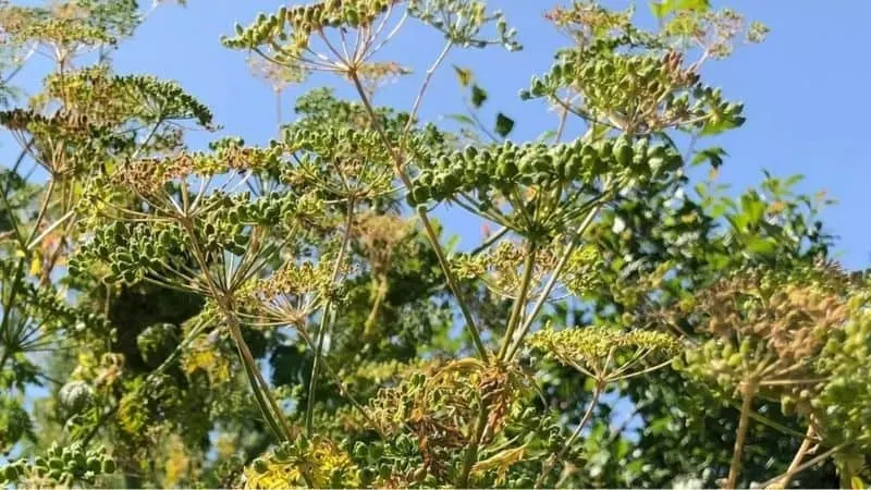 شكلها رائع لكنها قاتلة.. أغرب النباتات السامة في العالم