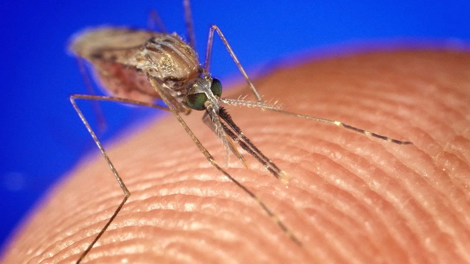 حفريات تكشف حقيقة مثيرة عن البعوض.. الذكور امتصوا الدماء!