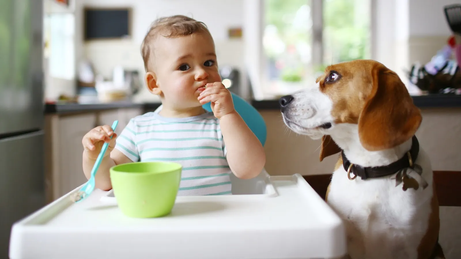 هل القطط والكلاب أذكى من الأطفال؟