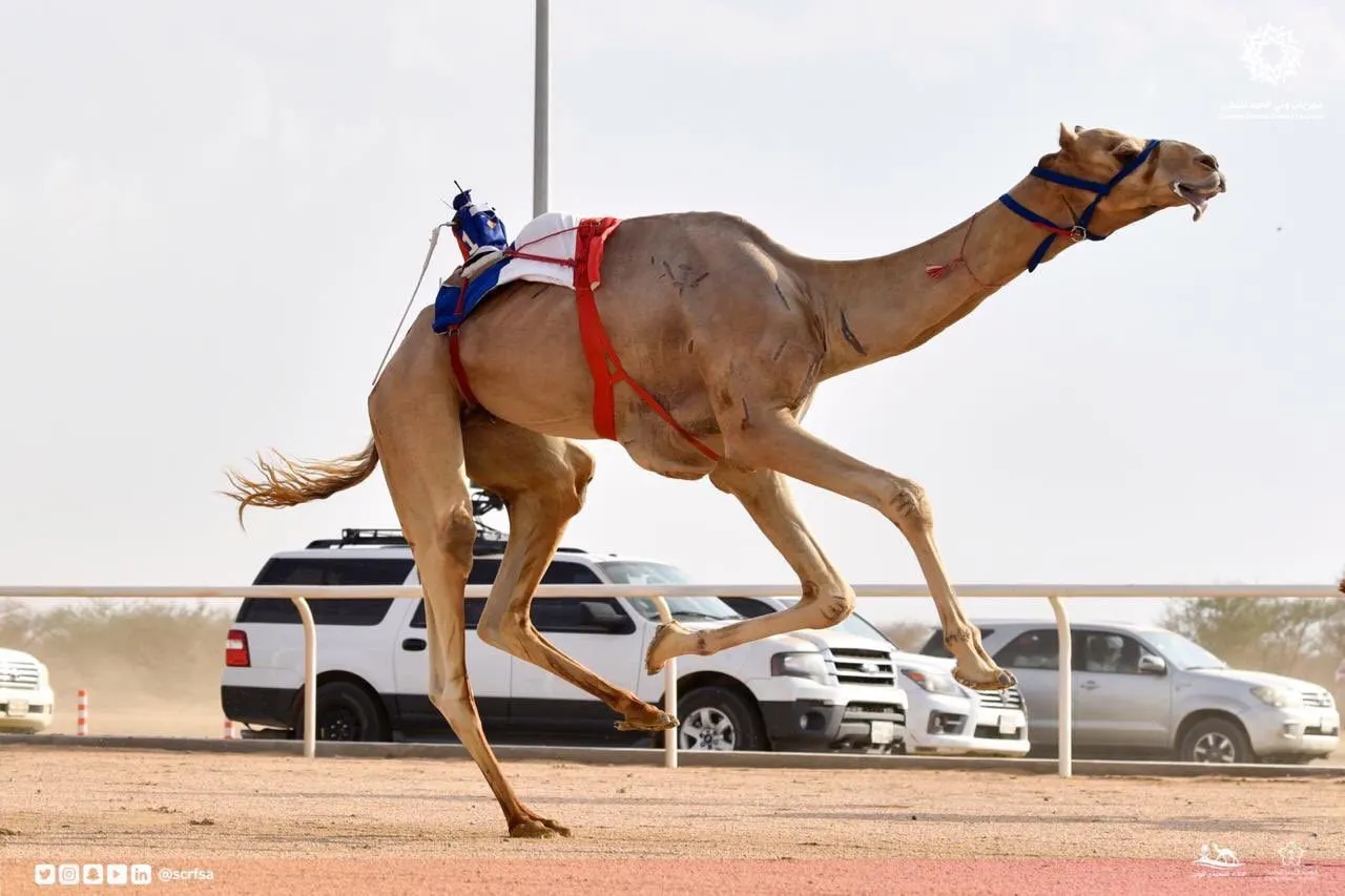 تاريخ سباقات الهجن حول العالم.. الريادة سعودية