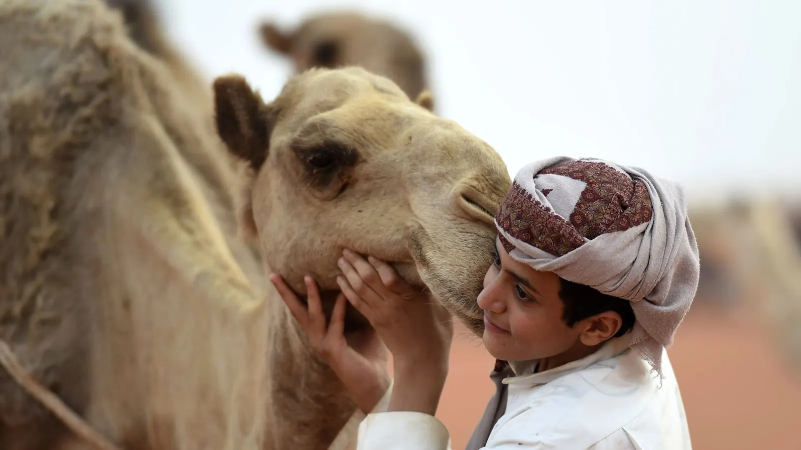"الهوبال" موروث شعبي يبرز خصوصية علاقة السعوديين بالإبل