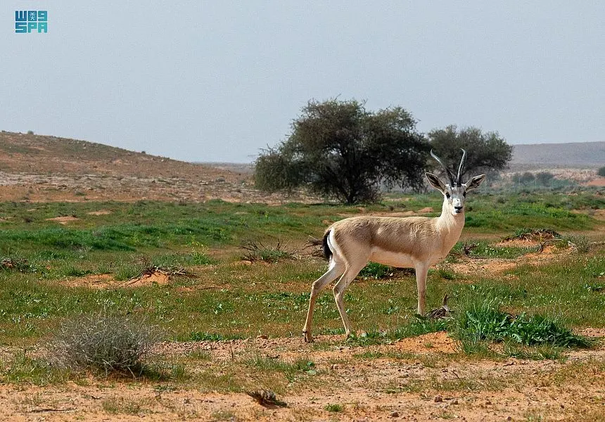 محمية الإمام تركي بن عبدالله الملكية.. نموذج للتنوع البيئي والأحيائي الفريد