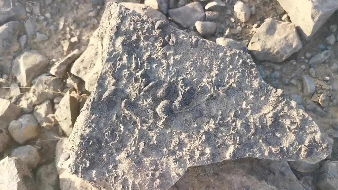 تفاصيل عثور سعودي على كنز ثمين في جازان