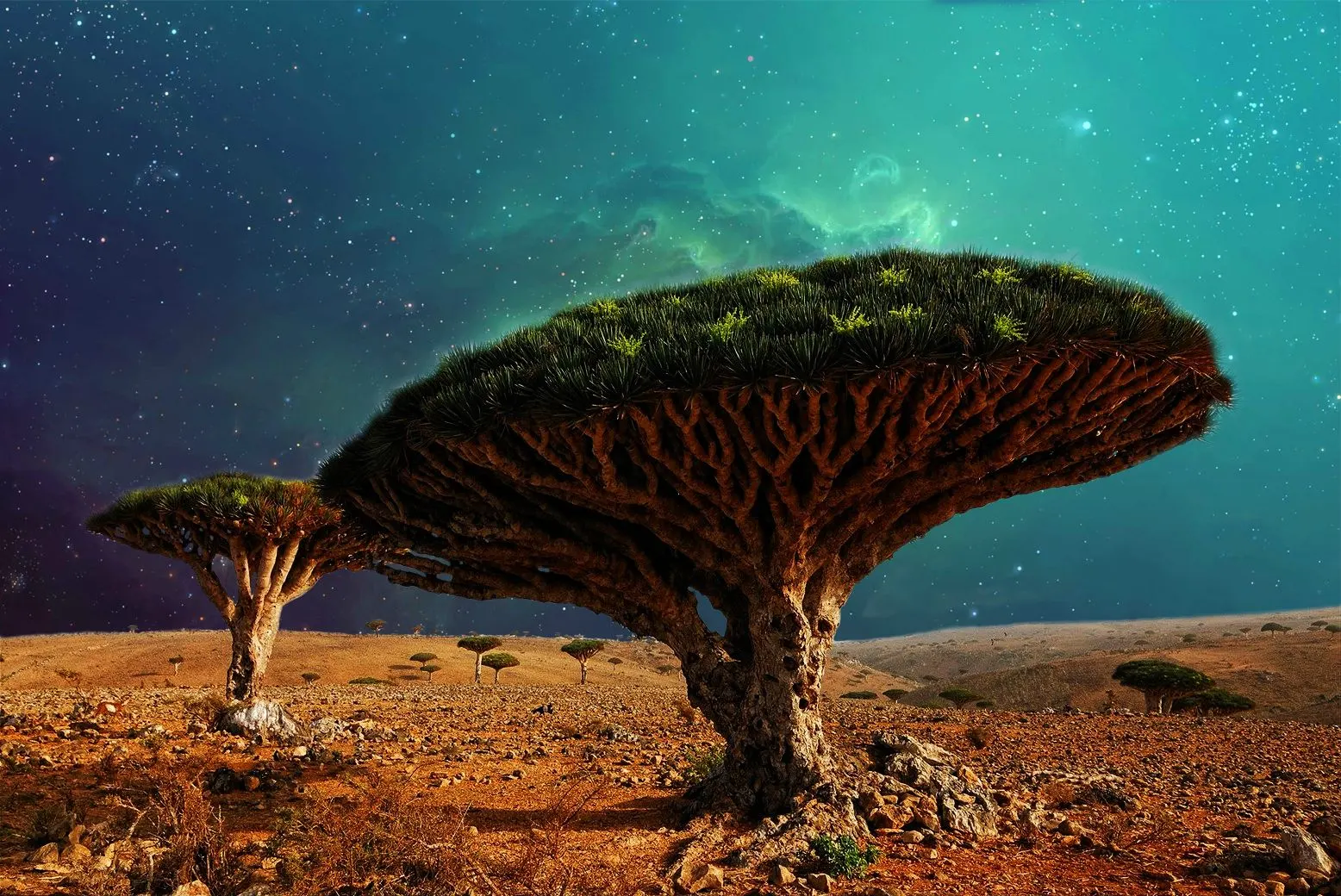 شجرة دم الأخوين.. الأغرب والأندر في العالم على أرض دولة عربية
