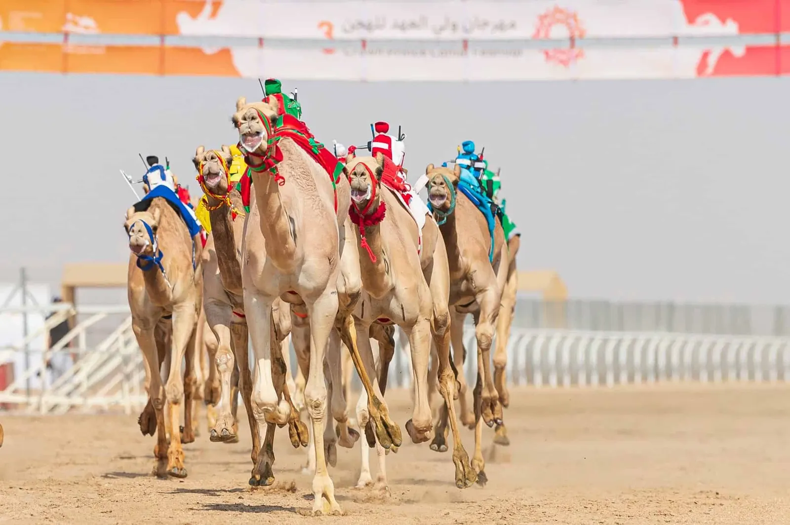 مهرجان ولي العهد للهجن 2023.. الموعد وجدول المنافسات والجوائز