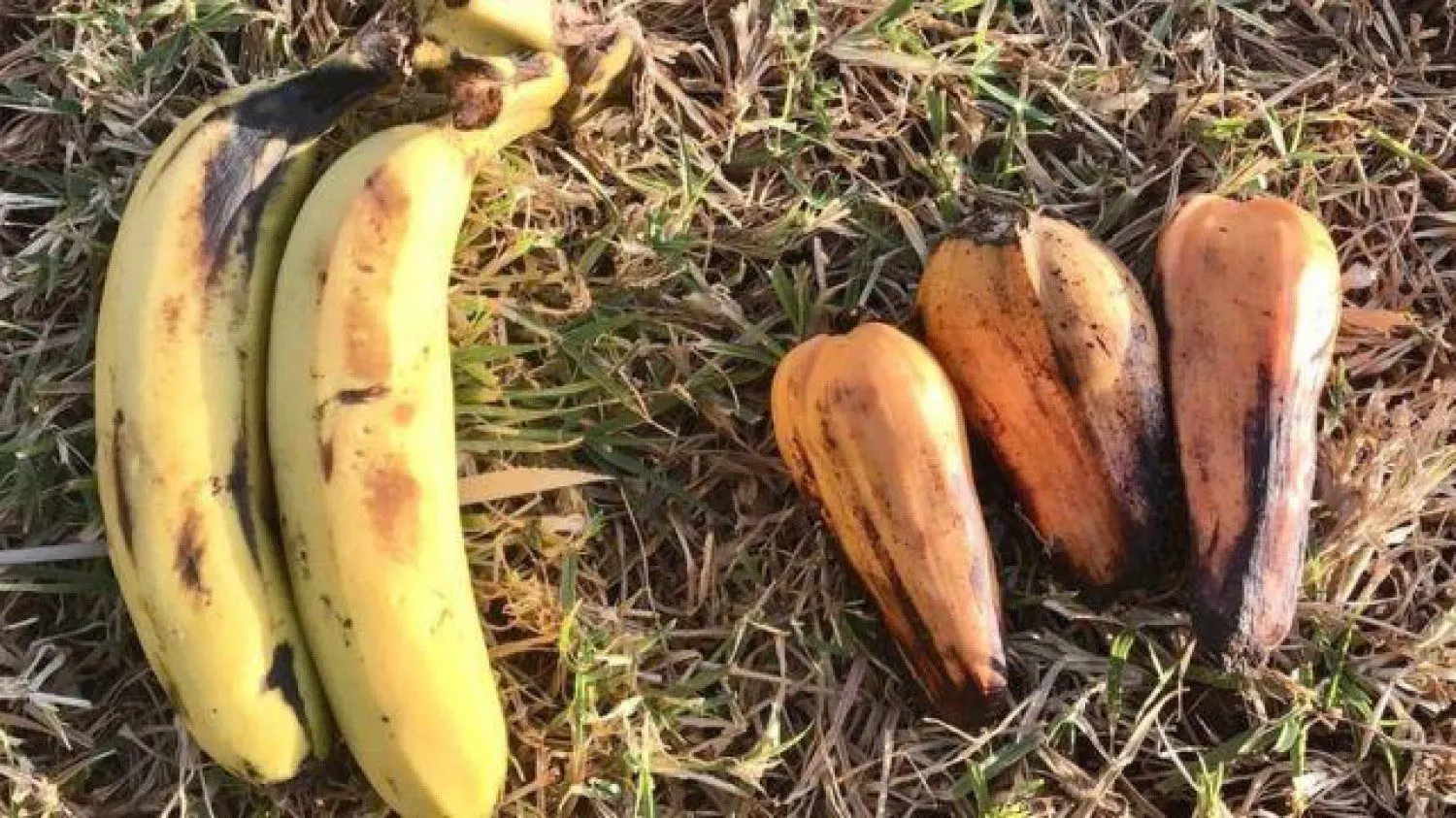 ما هو "الموز المزيف" الذي سينقذ العالم من نقص الغذاء؟