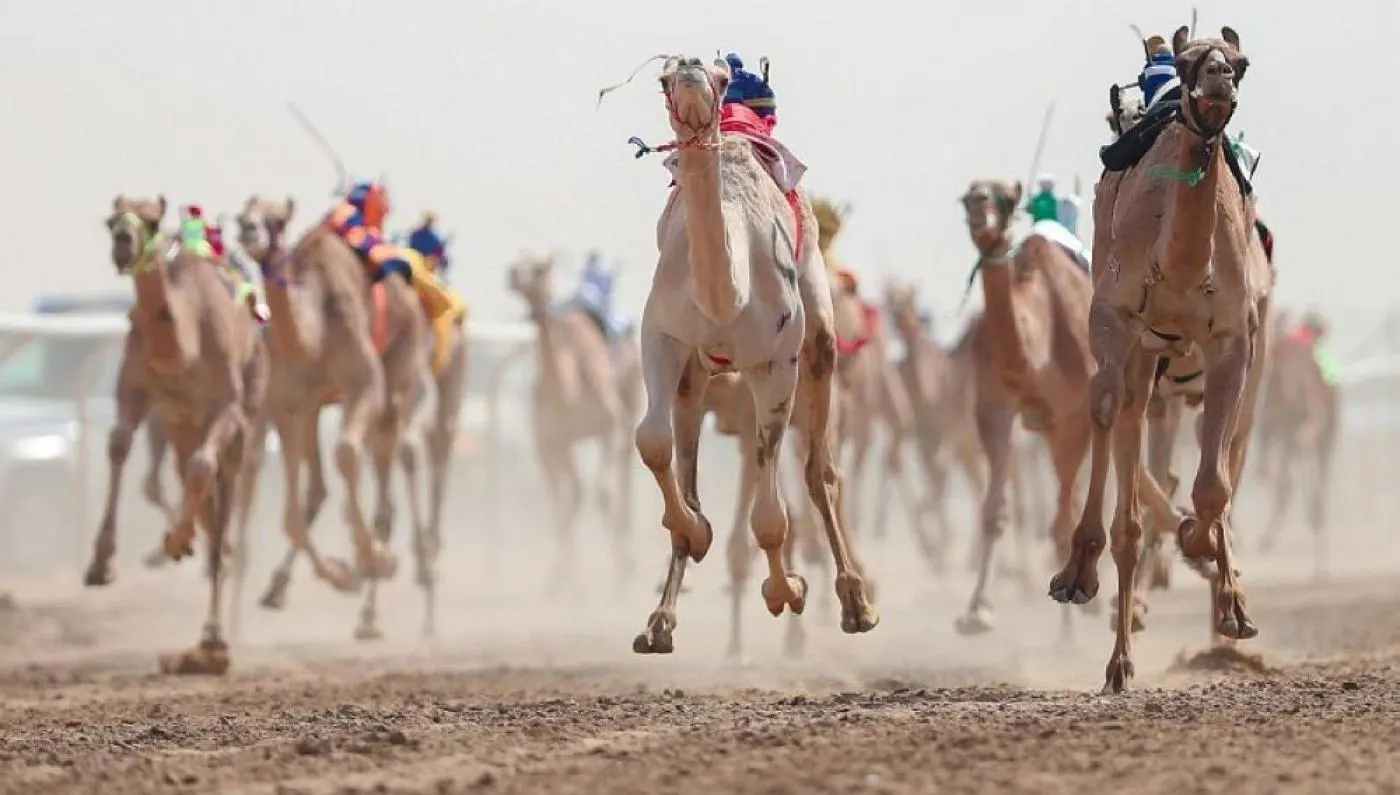 مهرجان ولي العهد للهجن.. نسخة ثالثة تجمع الإبل من حول العالم
