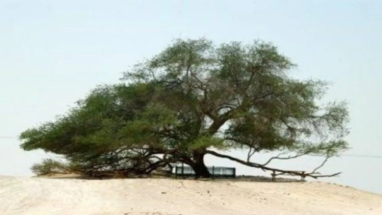 البرسوبس.. أشجار ضارة تهدد البيئة