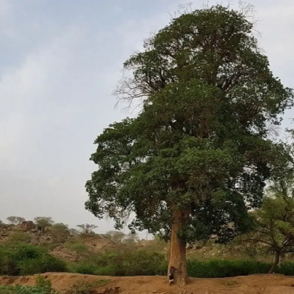 "سفير الطبيعة".. سعودي يكشف أغرب النباتات في المملكة