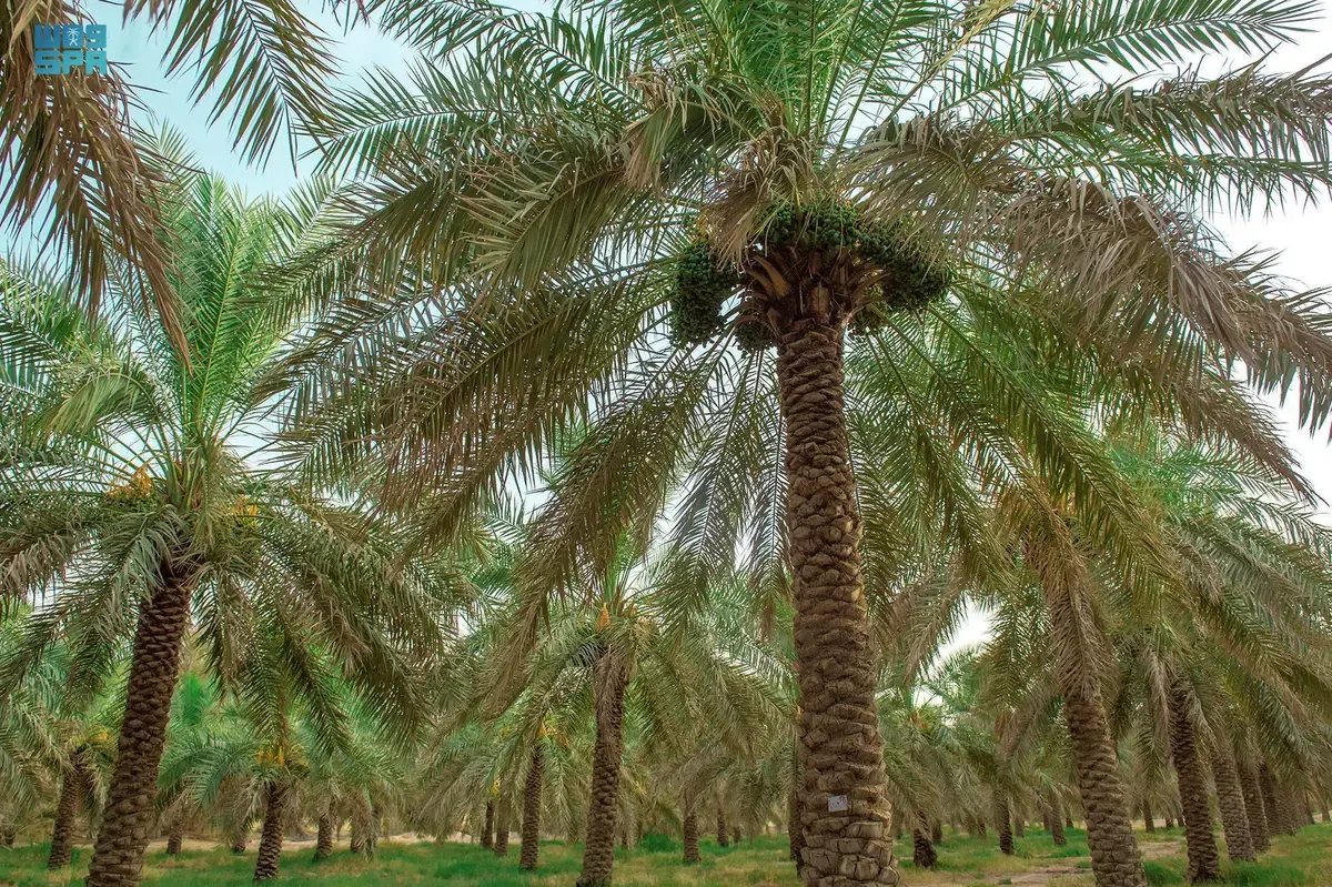 جامعة الملك سعود تبتكر نظامًا لتصنيف النخيل