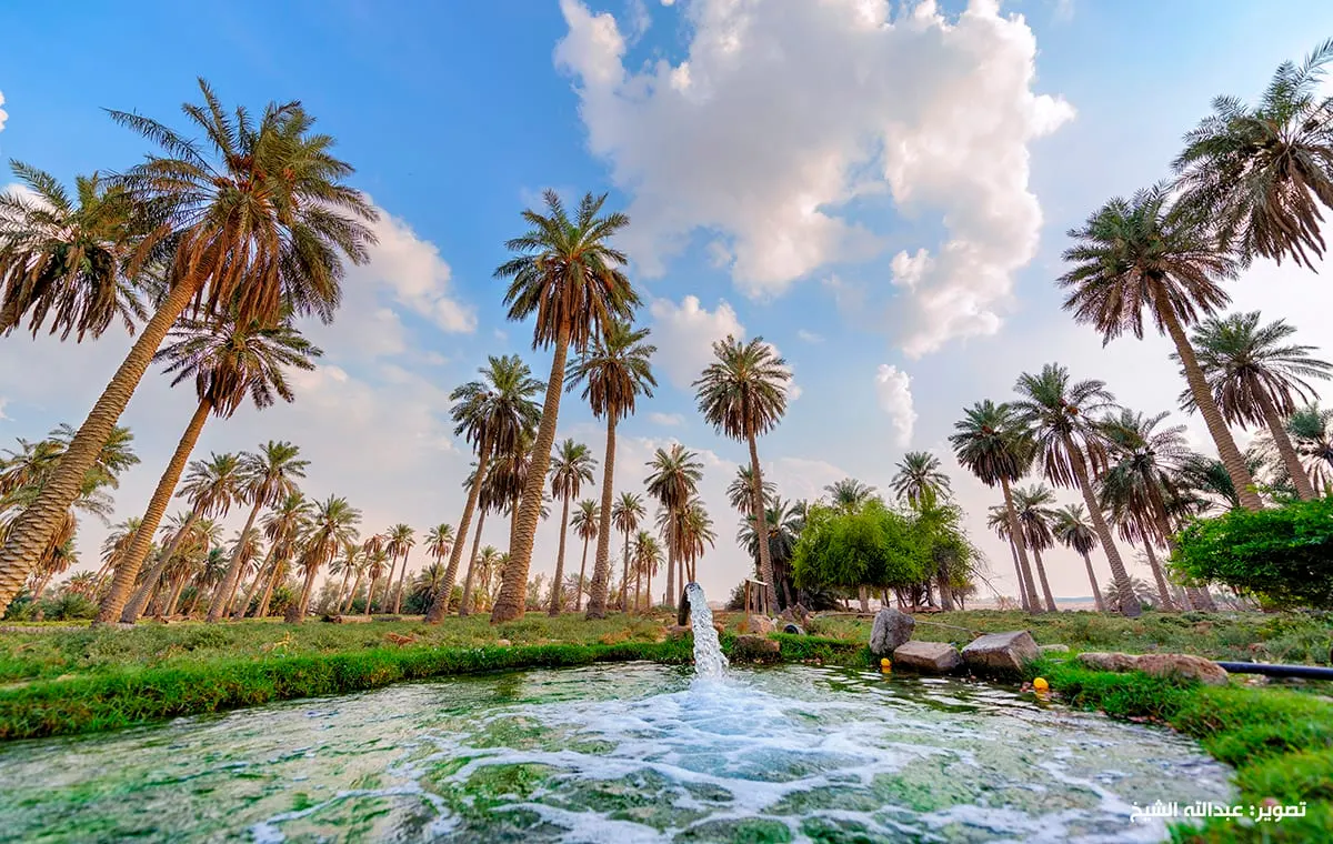 "النخيل".. ثروة المملكة الزراعية