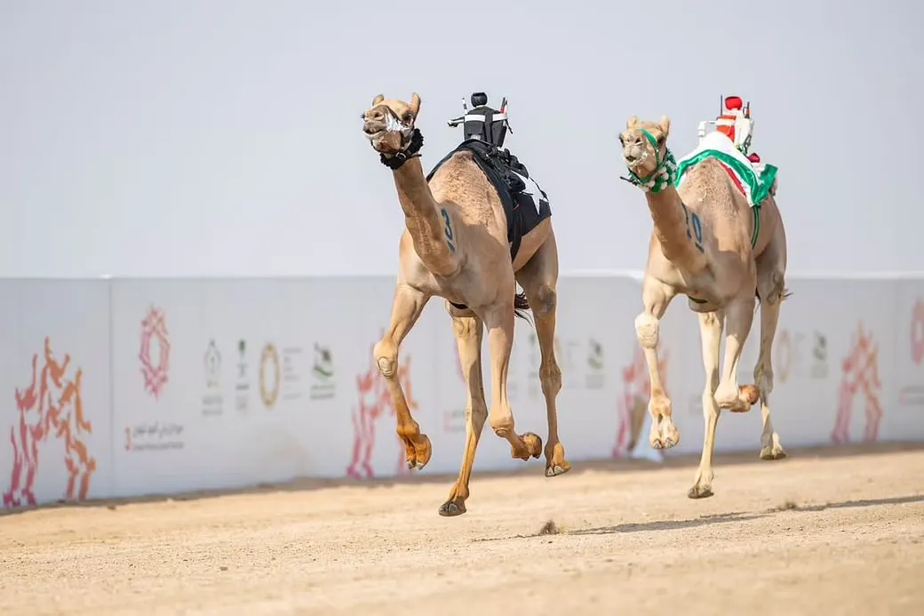 مهرجان ولي العهد للهجن..منافسات مثيرة وجوائز ضخمة