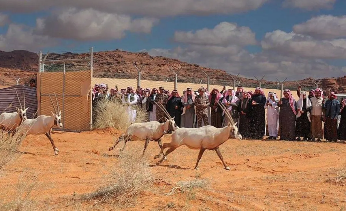 27 ولادة جديدة في محمية الملك سلمان بن عبدالعزيز الملكية