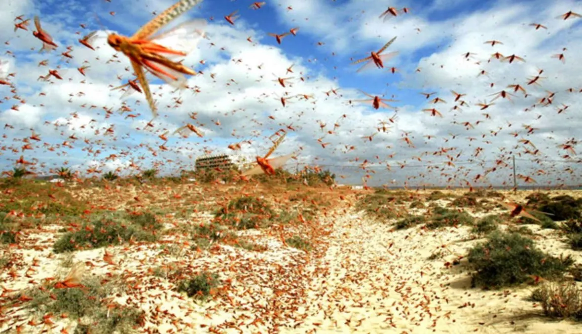 ما حقيقة اجتياح الجراد مدينة أولاد تايمة المغربية؟