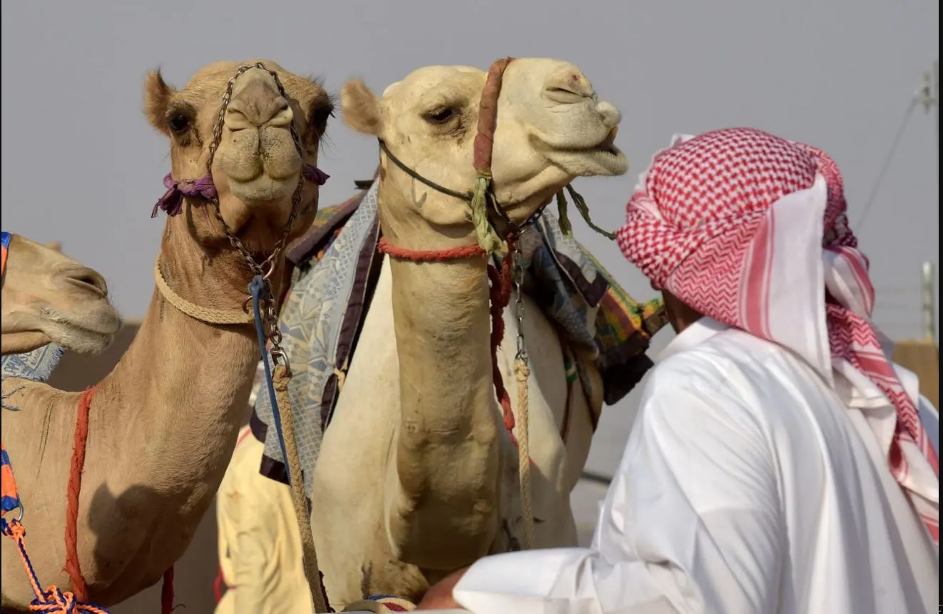 الراوي "نواف الهويمل" يسرد خفايا علاقة الإبل بالإنسان