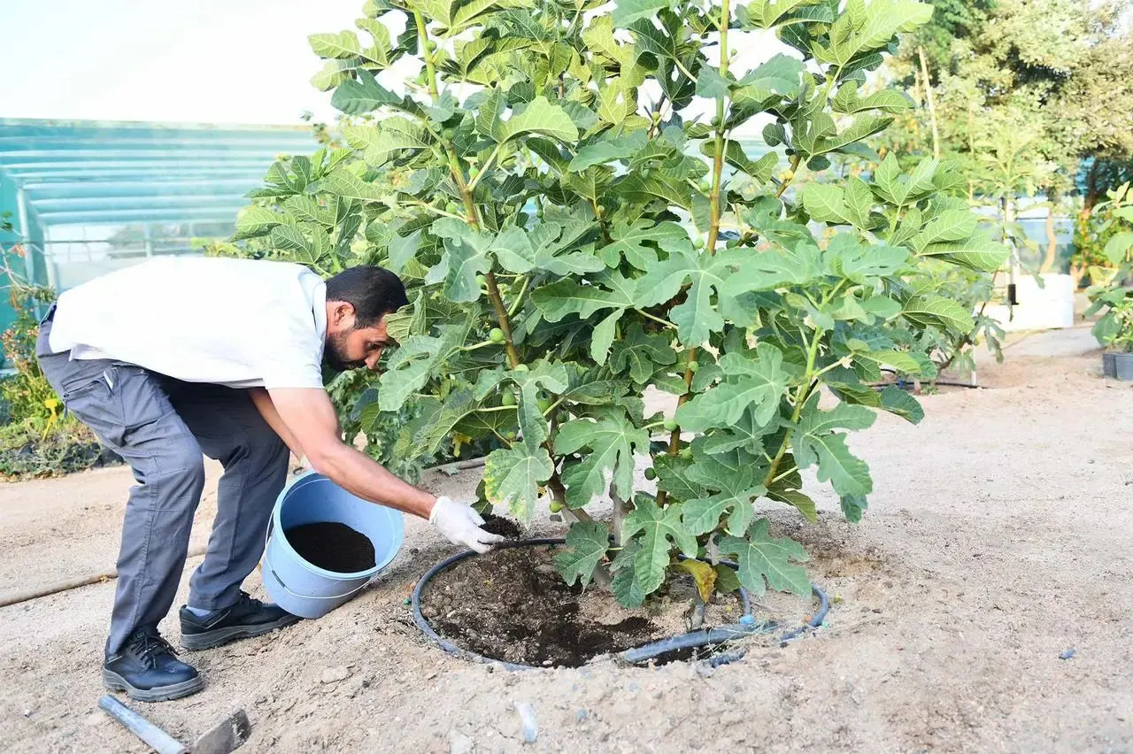 سعودي يحول المخلفات الزراعية إلى أسمدة.. كيف ذلك؟