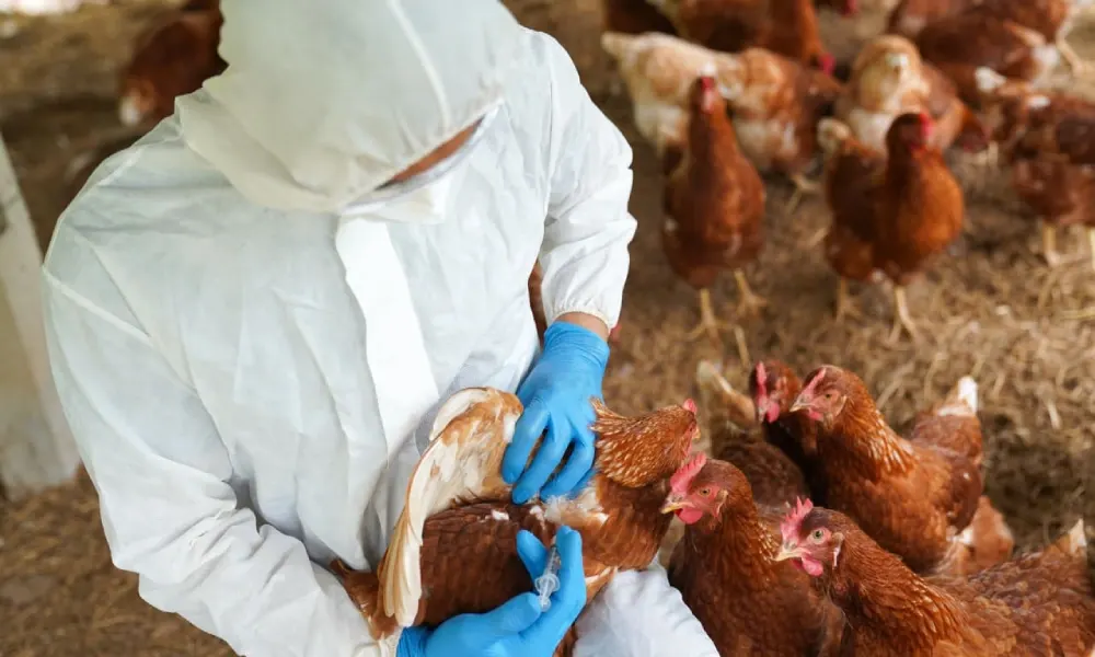 وفاة أول مصاب بمرض أنفلونزا الطيور H5N5