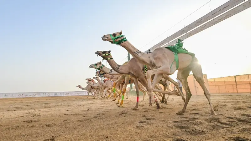 أكثر من 10 فعاليات محلية ودولية تستضيفها المملكة خلال أغسطس.. اعرف تفاصيلها