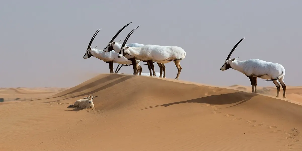بينها المها العربي.. 9 كائنات المهددة بالانقراض في المملكة