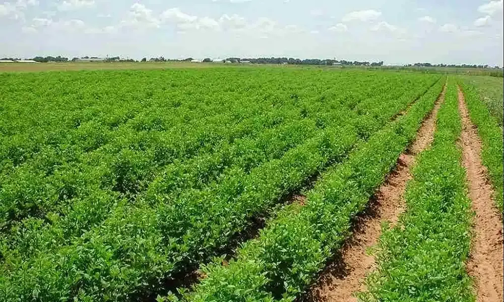 التهديد الخفي.. اندثار تنوع الخضروات يهدد الأمن الغذائي العالمي