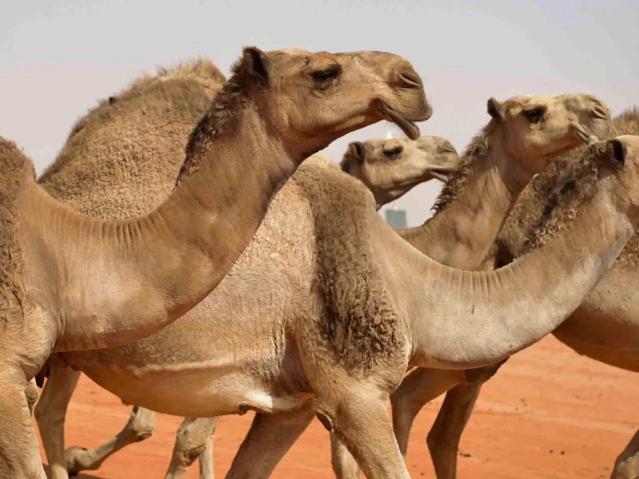 التقديم ينتهي خلال أيام.. أهم التفاصيل عن منحة دراسات الإبل